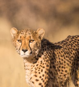 Paradies-Safaris-15-Days-Safari-Special-in-Southern-Tanzania-Trip-Africa