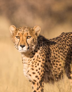 Paradies-Safaris-15-Tage-Sued-Safari-in-Tansania-Natur-Erlebnis-Urlaub-Afrika