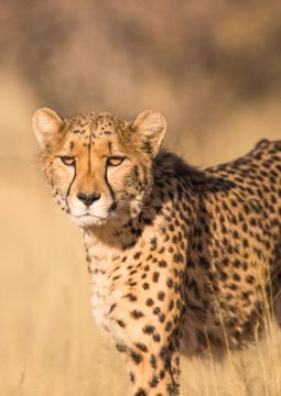 Paradies-Safaris-15-jours-Safari-Aventura-in-Tanzanie-Afrique