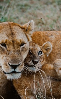 3 Tage Tansania Safari: Löwen in der freien Wildnis
