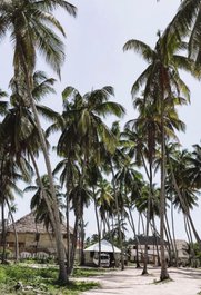 Afrikanische Palmen auf der Insel Mafia Island.