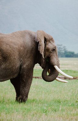 Paradies-Safaris-7-Tage-Safari-in-Tansania-Busch-Tierwelt-Natur-Afrika