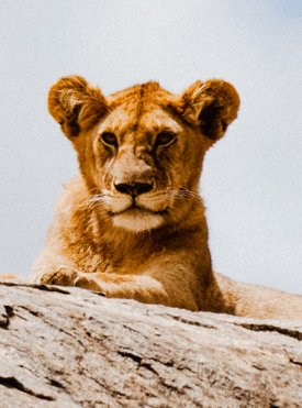 Safari-Bilder-aus-Tansania-Paradies-Safaris-Loewe-Afrika-Wildnis