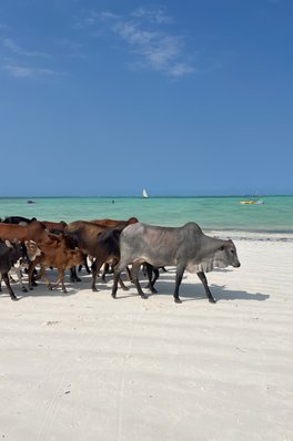Paradies-Safaris-Summer-Sun-Zanzibar-Make-Dreams-Africa-Beach-03