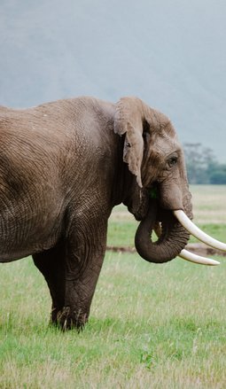 Paradies-Safaris-Safari-de-siete-dias-en-tanzania-Africa
