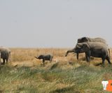 Elefants with Babys